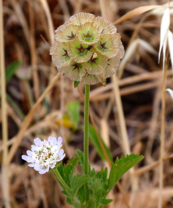 Scabiosa stellata